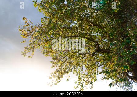Foglie di acero. I platani sono alberi del genere Platanus, della famiglia platanaceae, originari dell'Eurasia e del Nord America. Sono di tipo Foto Stock