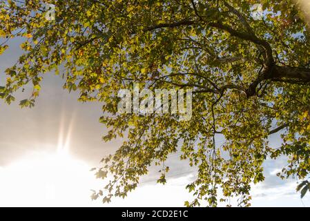 Foglie di acero. I platani sono alberi del genere Platanus, della famiglia platanaceae, originari dell'Eurasia e del Nord America. Sono di tipo Foto Stock