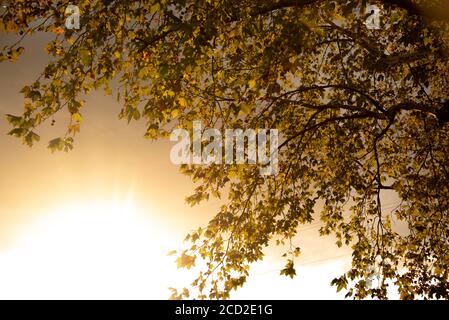 Foglie di acero. I platani sono alberi del genere Platanus, della famiglia platanaceae, originari dell'Eurasia e del Nord America. Sono di tipo Foto Stock