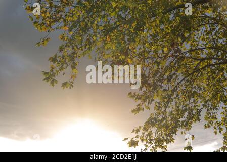 Foglie di acero. I platani sono alberi del genere Platanus, della famiglia platanaceae, originari dell'Eurasia e del Nord America. Sono di tipo Foto Stock