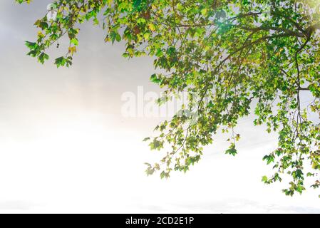 Foglie di acero. I platani sono alberi del genere Platanus, della famiglia platanaceae, originari dell'Eurasia e del Nord America. Sono di tipo Foto Stock