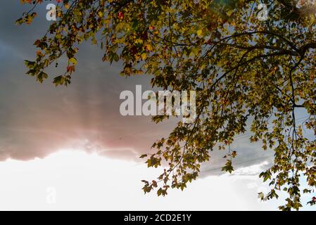 Foglie di acero. I platani sono alberi del genere Platanus, della famiglia platanaceae, originari dell'Eurasia e del Nord America. Sono di tipo Foto Stock