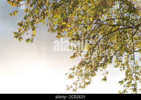 Foglie di acero. I platani sono alberi del genere Platanus, della famiglia platanaceae, originari dell'Eurasia e del Nord America. Sono di tipo Foto Stock