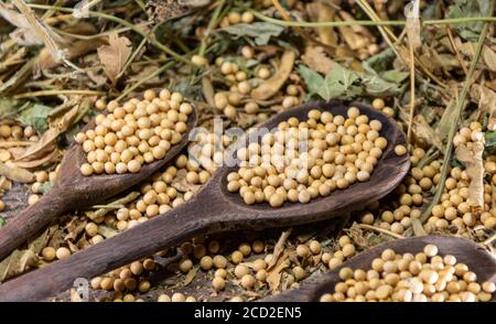 Semi di soia in natura. La soia è una pianta appartenente alla famiglia dei legumi, ricca di proteine, lipidi (grassi), fibre e alcune vitamine e minerali. Foto Stock