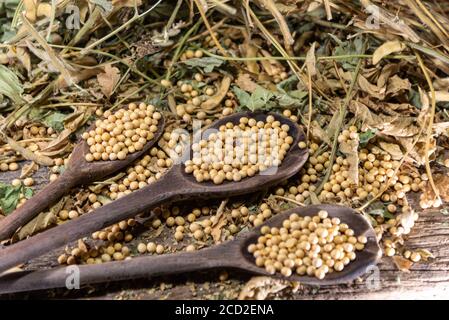 Semi di soia in natura. La soia è una pianta appartenente alla famiglia dei legumi, ricca di proteine, lipidi (grassi), fibre e alcune vitamine e minerali. Foto Stock
