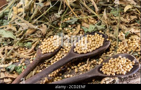 Semi di soia in natura. La soia è una pianta appartenente alla famiglia dei legumi, ricca di proteine, lipidi (grassi), fibre e alcune vitamine e minerali. Foto Stock