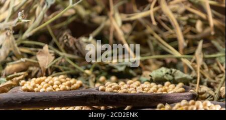 Semi di soia in natura. La soia è una pianta appartenente alla famiglia dei legumi, ricca di proteine, lipidi (grassi), fibre e alcune vitamine e minerali. Foto Stock