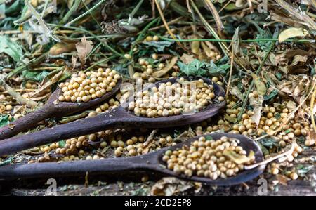 Semi di soia in natura. La soia è una pianta appartenente alla famiglia dei legumi, ricca di proteine, lipidi (grassi), fibre e alcune vitamine e minerali. Foto Stock