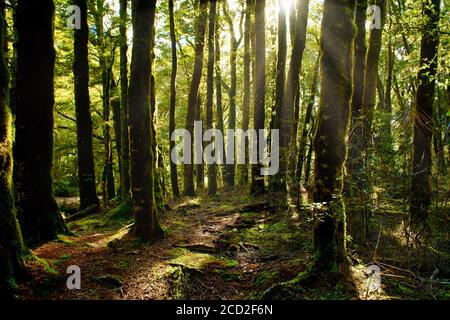 Gli alberi nella foresta pluviale verde fresca al mattino hanno la luce solare che si illumina in fasci di luce. Ai sentieri escursionistici in Nuova Zelanda. Foto Stock