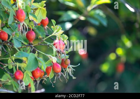 Primo piano di bacche di cane-rosa. Primo piano di mirtillo rosso maturo, frutta Rosa canina . Rosehips selvatiche in natura. Foto Stock