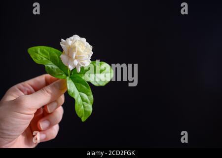 Mano e dito della donna che tiene fiore di gelsomino su uno sfondo nero nel concetto di dare gelsomino alla Festa della mamma in Thailandia il 12 agosto di ogni Foto Stock
