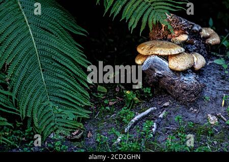 funghi su un vecchio ceppo nella foresta. Sfondo naturale con erba e felce. Foto Stock