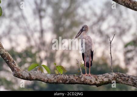 Gli oscillani di Anastomus hanno fatto scalo su un ramo che guarda a sinistra con alcuni rami sul bokeh sullo sfondo. Foto Stock