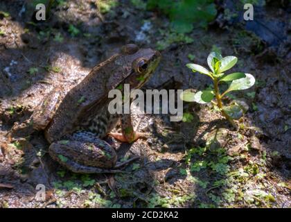 Una rana marrone con accenti verdi e macchie scure si inzidire in una palude fangosa. Foto Stock