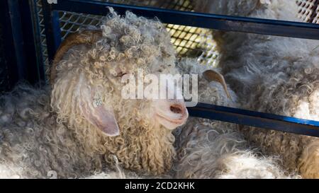 Questa capra angora dai capelli ricci bianchi con corna lunghe e orecchie floppy si trova in una gabbia in una fiera agricola. Foto Stock