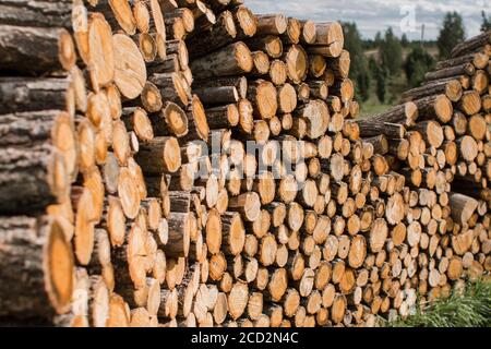 i tronchi di legno si trovano in un mucchio enorme Foto Stock