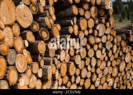 i tronchi di legno si trovano in un mucchio enorme Foto Stock