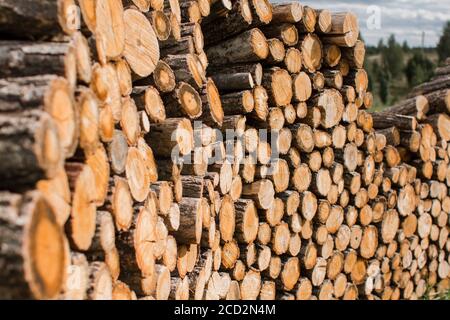 i tronchi di legno si trovano in un mucchio enorme Foto Stock