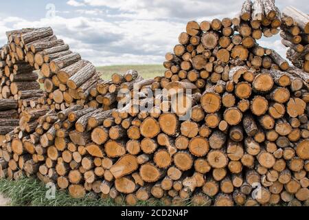 i tronchi di legno si trovano in un mucchio enorme Foto Stock