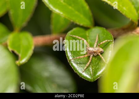 Piccolo giardino vivaio Web Spider (Pisaura Mirabilis) in attesa della sua preda. Europa, Repubblica Ceca fauna selvatica Foto Stock
