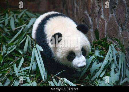 Chengdu, Cina. Base di ricerca di Chengdu di allevamento di panda giganti. Panda cub di un anno all'interno del rifugio. Foto Stock