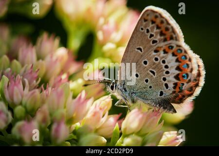 Idas farfalla blu (Plebejus idas) seduta sul fiore in una giornata estiva soleggiata Foto Stock