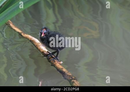 Un cazzo di galline si trova su un bastone nell'acqua del parco. Preso in Pinner Memorial Park, Pinner, West London. Foto Stock