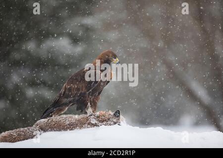 Steinadler, Aquila crisaetos, aquila reale Foto Stock