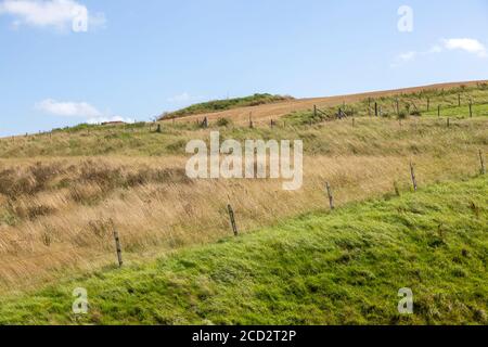 Chalk Landscape North Wessex Downs AONB, tumulus on Hillside, Bishops Cannings Down, Wiltshire, Inghilterra, UK Foto Stock