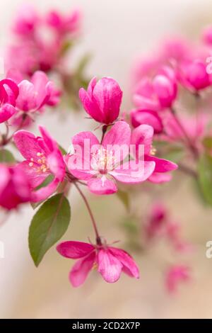 Fiori di un Apple-tree di Nedzvetsky (Malus niedzwetzkyana Dieck) Foto Stock