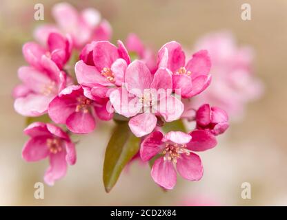 Sfondo di fiori di un albero di mele di Nedzvetsky (Malus niedzwetzkyana Dieck) Foto Stock