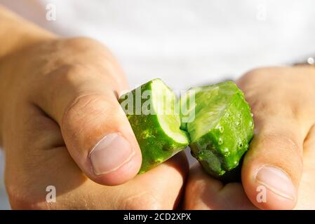 il cetriolo maturo si rompe a metà nelle mani da vicino. Controllo del controllo di qualità del cetriolo organico. Foto Stock