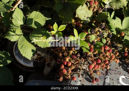 BlackBerry Plant fruiting tra i rifiuti con punta di mosca, Londra, inghilterra Foto Stock