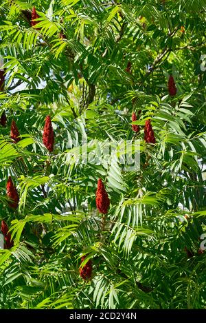 Fiore rosso dell'aceto di sumac fiorito, Rhus typhina, primo piano nella soleggiata giornata estiva. Foto Stock