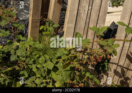 BlackBerry Plant fruiting tra i rifiuti con punta di mosca, Londra, inghilterra Foto Stock