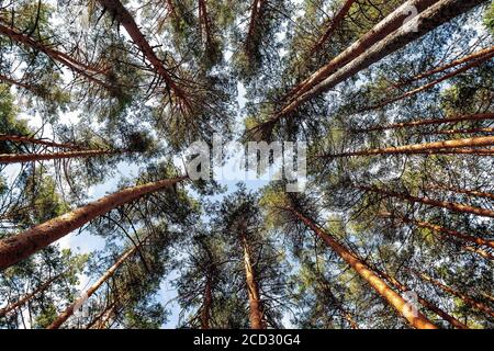 Immagine dal basso di pini (Pinus Sylvestris, Pino scozzese) che creano una forma circolare contro il cielo blu. Foto Stock