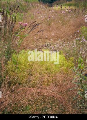 Particolare del bellissimo giardino di Hauser & Wirth, Somerset di Piet Oudolf Foto Stock