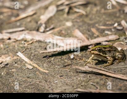 Una rana d'acqua comune o la rana edibile seduta a terra. Foto Stock