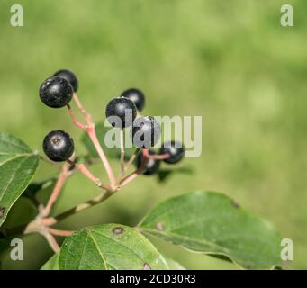Primo piano con il chokeberry nero (Aronia melanocarpa) piccoli frutti neri su un ramo. Foto Stock