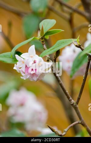 Daphne bholua 'Jacqueline Postill'. Daphne "Jacqueline Postill". Pianta di carta nepalese in fiore, primaverile. Foto Stock