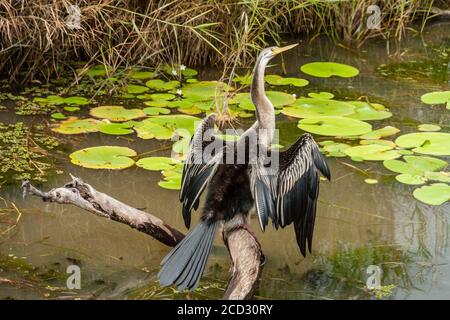 Fuoco selettivo, Anhinga (Snakebird) seduto sulla filiale, Australia Foto Stock