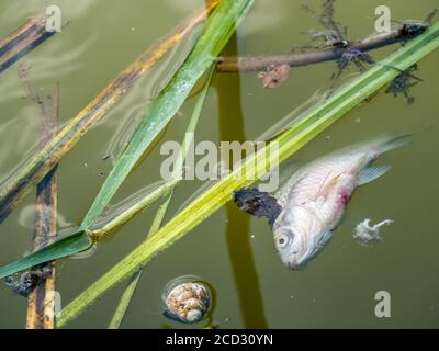 Pesci morti galleggianti alla superficie dell'acqua Foto Stock