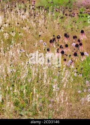 Particolare del bellissimo giardino di Hauser & Wirth, Somerset di Piet Oudolf Foto Stock