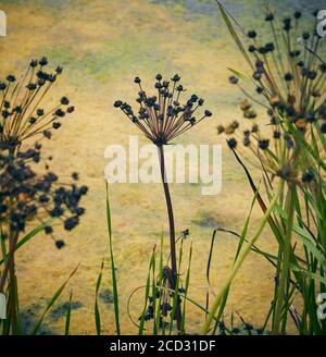 Particolare del bellissimo giardino di Hauser & Wirth, Somerset di Piet Oudolf Foto Stock