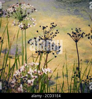 Particolare del bellissimo giardino di Hauser & Wirth, Somerset di Piet Oudolf Foto Stock