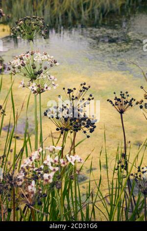 Particolare del bellissimo giardino di Hauser & Wirth, Somerset di Piet Oudolf Foto Stock