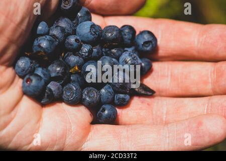 Vista macro ravvicinata di mans Hand Holding Bluebries Foto Stock