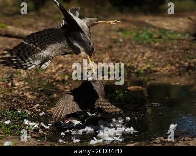 Eurasian Sparrowwawk Accipiter nisus immaturo maschio su piccione di legno che reagisce All'arrivo della femmina Norfolk del Nord Foto Stock