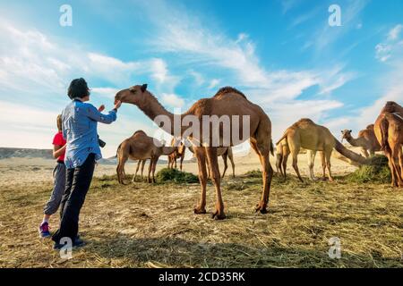 Paesaggio con gruppo di cammelli nel deserto di al-Sarar. AL-SARAR, ARABIA SAUDITA.17-GENNAIO 2020. Foto Stock