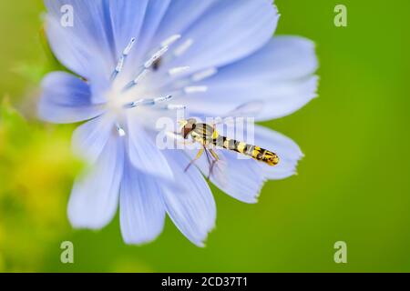 Esotico colorato Fly Drosophila Diptera Hoverfly Insect pollinating Chicory Flower Macro Foto Stock